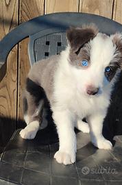 Cucciolo Border Collie