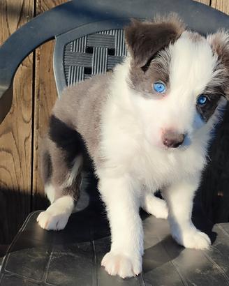 Cucciolo Border Collie