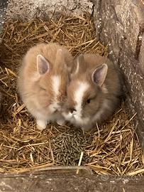 Conigli nani testa di leone - cuccioli