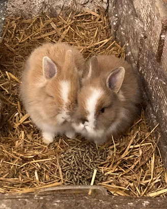 Conigli nani testa di leone - cuccioli
