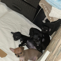 Chihuahua