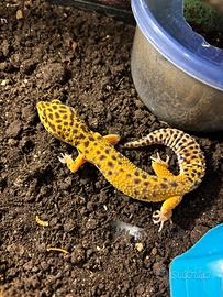 Geco leopardino