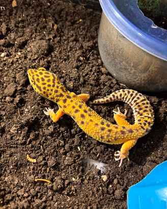 Geco leopardino