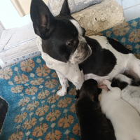 Bulldog Francese
