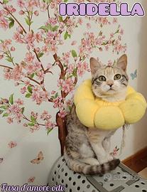 IRIDELLA, adorabile gattina in adozione