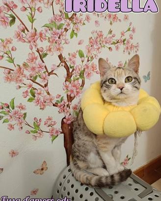 IRIDELLA, adorabile gattina in adozione