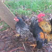 Coppia di serama malesi