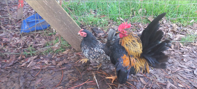 Coppia di serama malesi