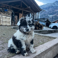 Disponibili cuccioli pastore del lagorai