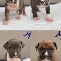 Amstaff