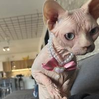 Sphynx femmina pedigree