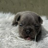 Bulldog francese cuccioli