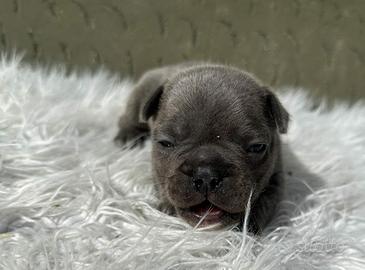 Bulldog francese cuccioli