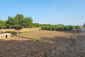 Terreno Agricolo