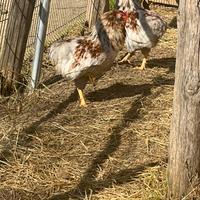 Gallo araucana