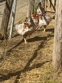 Gallo araucana