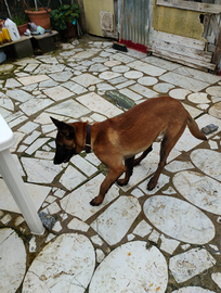 Cucciola di malinois