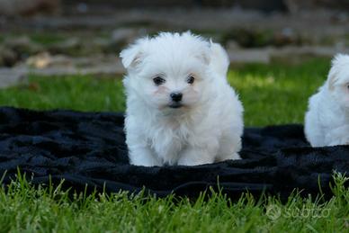 Maltesini cuccioli