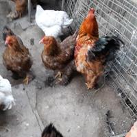 Brahma per incubatrice