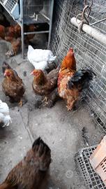 Brahma per incubatrice