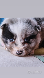 Border collie cuccioli