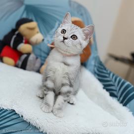Gattina British shorthair scottish straight 