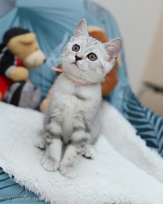 Gattina British shorthair scottish straight 