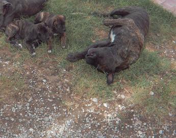 Cuccioli di Cane Corso