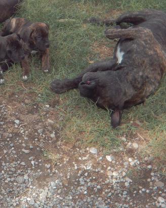 Cuccioli di Cane Corso