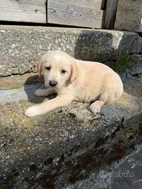 Cuccioli pastore abruzzese femmine