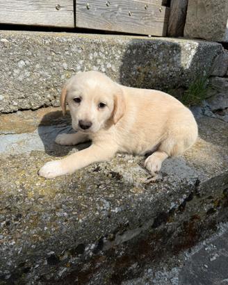 Cuccioli pastore abruzzese femmine