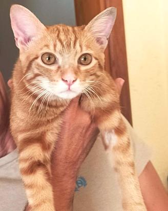 MARS micio rosso di 5 mesi