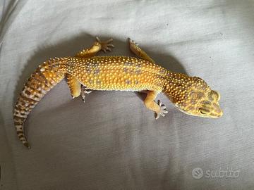 Gechi Leopardini e Teche