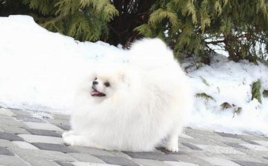 Spitz volpino pomerania TOY cucciolo 11 mesi