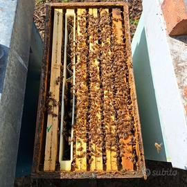 Nuclei di api ligustiche