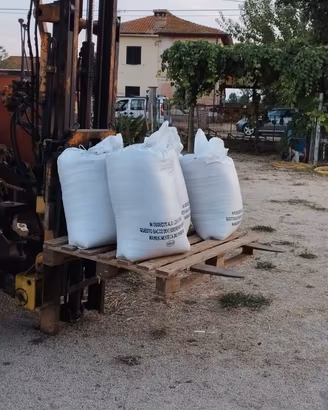 Seme di trifoglio alessandrino