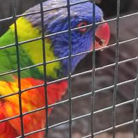 Coppia Lory moluccano