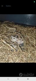 Cuccioli di criceto russo