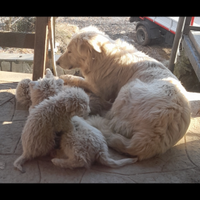 Cuccioli pastore maremmano