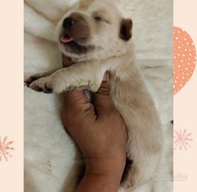 Golden retriever