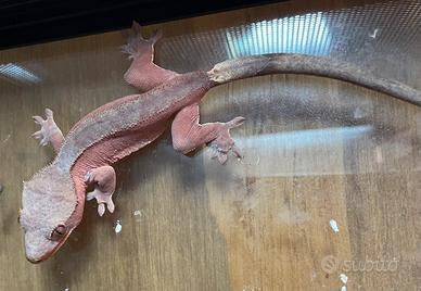 Geco Ciliatus