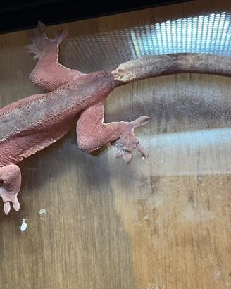 Geco Ciliatus