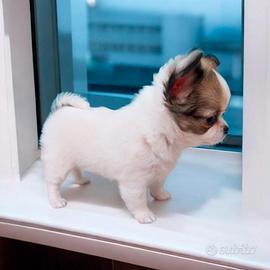 Chihuahua Cucciolo pelo lungo