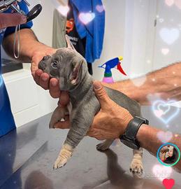 Bulldog framcese