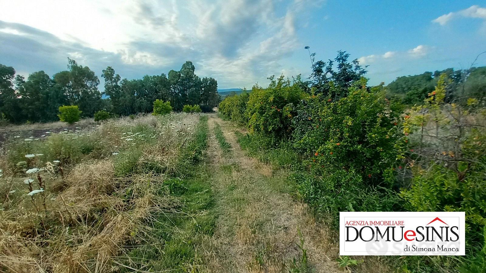 Terreno agricolo milis - Vista 4