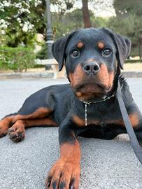 rottwailer