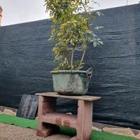 Base.calderone in rame e pianta scefflera