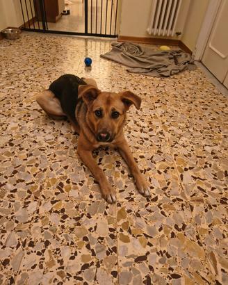 Cucciola affettuosa in attesa di una nuova casa