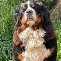Bovaro del bernese per accoppiamento