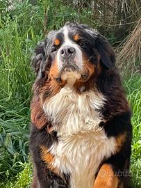 Bovaro del bernese per accoppiamento